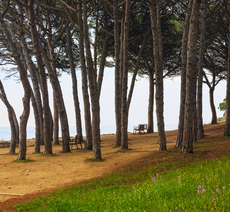 Evergreen trees and benches on summer blossoming shore.の写真素材
