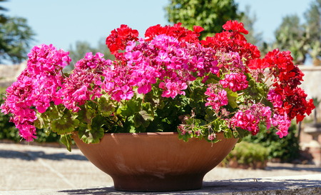 Beautiful red geranium plant in the flowerpot outdoor.の写真素材