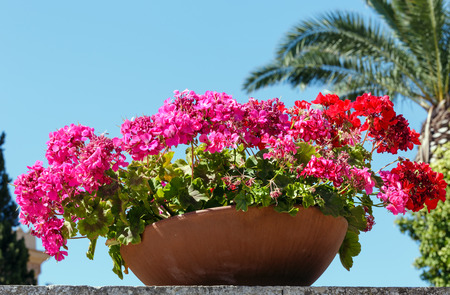 Beautiful red and pink geranium plants in the flowerpot outdoor (on blue sky background).の写真素材