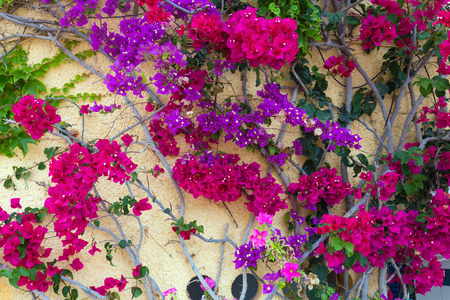 Blooming plant with red and violet flowers near house wall.の写真素材