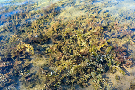 Picturesque summer background lake sandy bottom with algae. Concept of tranquil country life, eco...