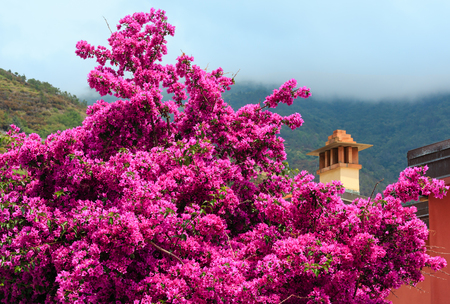 Beautiful summer purple Bougainvillea flowers in Riomaggiore - one of five famous villages of Cinque Terre National Park in Liguria, Italyの写真素材