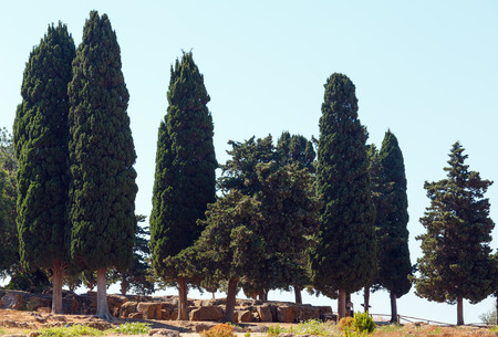 Cypress in famous ancient ruins in Valley of Temples, Agrigento, Sicily, Italy.の写真素材