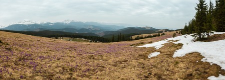 Colorful blooming purple violet Crocus heuffelianus (Crocus vernus) alpine flowers on spring Carpathian mountain plateau valley, Ukraine, Europe. Beautiful  high-resolution panorama landscape.の写真素材