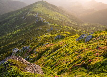 Pink rose rhododendron flowers on early morning summer mountain slope