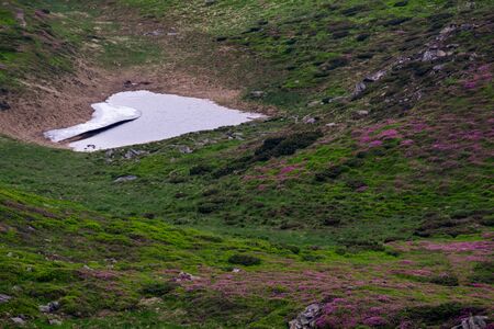 Pink rose rhododendron flowers and small lake on summer mountain evening twilight slope.