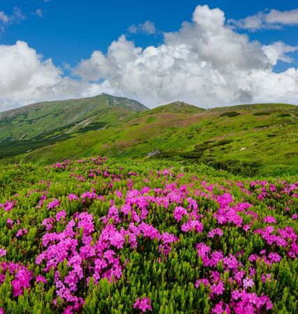 Pink rose rhododendron flowers (in front) on summer mountain slope and Pip Ivan Mount peak behind.の写真素材