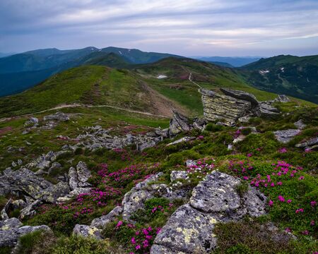 Pink rose rhododendron flowers on summer evening mountain ridge, Carpathian, Chornohora, Ukraine.