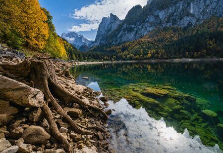 Tree stumps near Gosauseen or Vorderer Gosausee lake, Upper Austria. Colorful autumn alpine view of mountain lake with clear transparent water and reflections. Dachstein summit and glacier in far.の写真素材