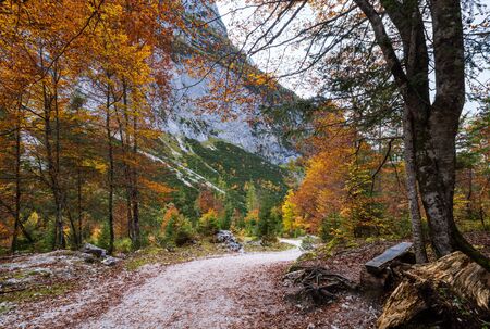 Peaceful autumn Alps mountain forest view. Near Gosauseen or Vorderer Gosausee lake, Upper Austria.の写真素材