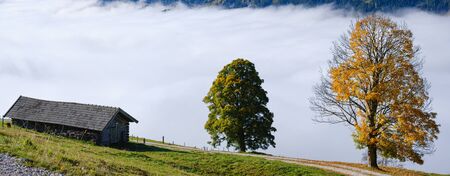 Sunny idyllic autumn alpine scene. Peaceful misty morning Alps mountain and lonely big trees view...
