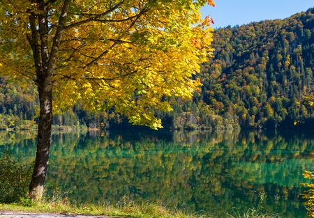 Sunny idyllic colorful autumn alpine view. Peaceful mountain lake with clear transparent water and reflections.  Almsee lake, Upper Austria.の写真素材