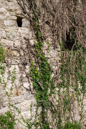Old medieval stone wall in abandoned destroyed settlement,  with climbing woody evergreen vine ivy plant. Good as texture planty or old architectural background.の写真素材