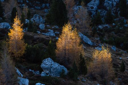 Autumn larch trees in first morning sunlight on dark slope in shadow. Alps mountain highlands view from hiking path. Picturesque traveling, hiking, seasonal and nature beauty concept scene.の写真素材