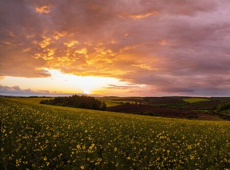 Spring rapeseed yellow fields, cloudy sunset evening sky, rural hills. Natural seasonal, weather,...