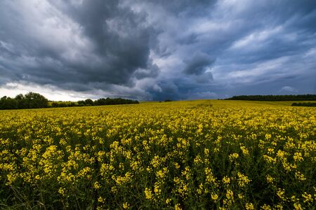 Spring yellow flowering rapeseed fields, cloudy pre-thunderstorm rainy sky and green hills. Natural...
