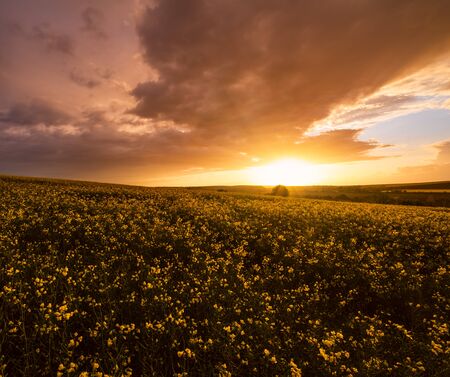 Spring rapeseed yellow fields, cloudy sunset evening sky, rural hills. Natural seasonal, weather,...
