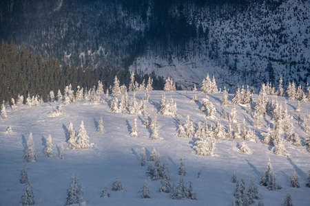 Snow covered fir trees on snowy mountain slope in last evening sunset sun light. Magnificent dusk on...