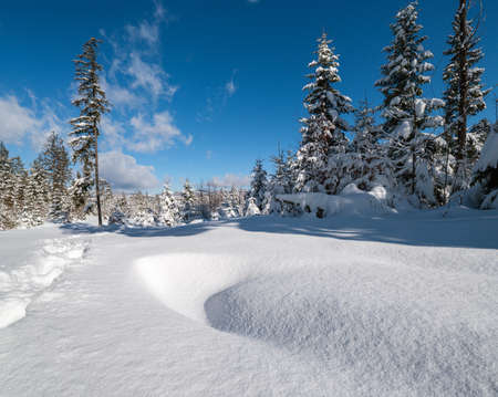 Alpine mountain snowy winter fir forest with snowdriftsの写真素材