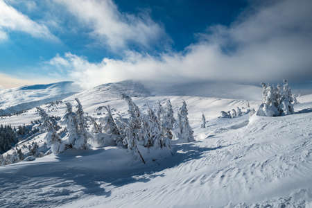Snow covered fir trees on snowy mountain plateau, tops with snow cornices in far. Magnificent sunny...