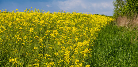 Spring rapeseed yellow blooming fields view, sky with clouds in sunlight. Natural seasonal, good...