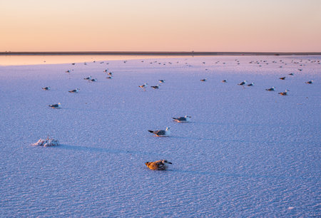 Seagull birds on sunset Genichesk pink extremely salty lake (colored by microalgae with crystalline salt depositions), Ukraine.の写真素材