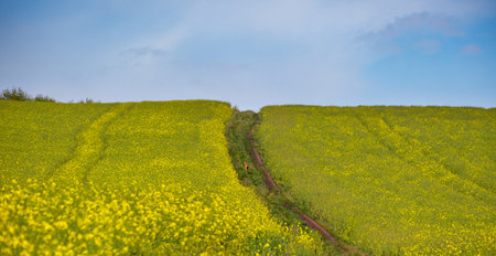 Small young deer on dirty road through spring rapeseed yellow blooming fields. Natural seasonal, good weather, climate, eco, farming, countryside and animal beauty concept.の写真素材