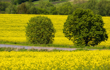 Road through spring rapeseed yellow blooming fields view. Natural seasonal, good weather, climate, eco, farming, countryside beauty concept.の写真素材