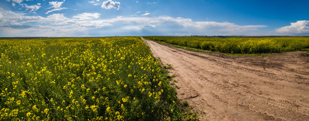 Road through spring rapeseed yellow blooming fields panoramic view, blue sky with clouds and sunshine. Natural seasonal, good weather, climate, eco, farming, countryside beauty concept.の写真素材