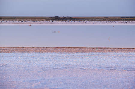 Seagull birds on sunset Genichesk pink extremely salty lake (colored by microalgae with crystalline...