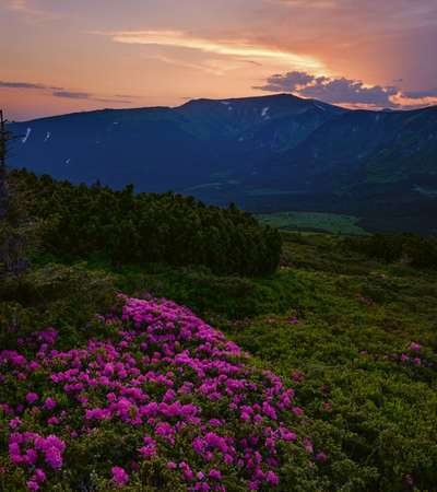 Pink rose rhododendron flowers on summer mountain slope. Sunset. Evening Carpathians view, Chornohora, Ukraine.の写真素材