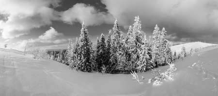 Grayscale. Winter calm mountain landscape with beautiful frosting trees and snowdrifts on slope...