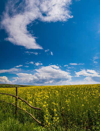Spring rapeseed yellow blooming fields view, blue sky with clouds and sunshine. Natural seasonal, good weather, climate, eco, farming, countryside beauty concept.の写真素材