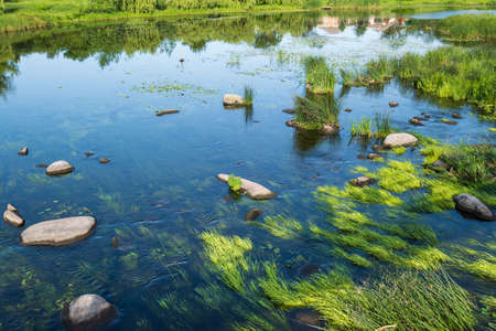 Small picturesque rushy pond on river. Sunny, summer day on Ros river, Boguslav, Ukraine.