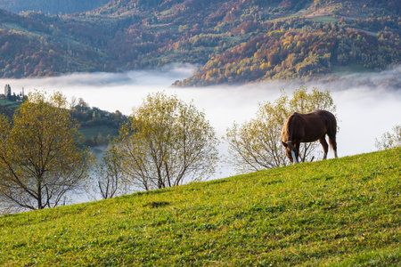 Morning foggy clouds in autumn mountain countryside.  Ukraine, Carpathian Mountains, Transcarpathia. Peaceful picturesque traveling, seasonal, nature and countryside beauty concept scene.の写真素材