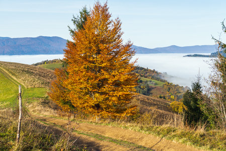 Morning foggy clouds in autumn mountain countryside.  Ukraine, Carpathian Mountains, Transcarpathia. Peaceful picturesque traveling, seasonal, nature and countryside beauty concept scene.の写真素材