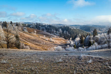 Winter coming. Picturesque moody morning scene in late autumn mountain countryside with hoarfrost on grasses, trees, slopes. Ukraine, Carpathian Mountains.の写真素材
