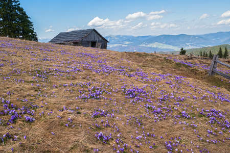 Blooming purple violet Crocus heuffelianus (Crocus vernus) alpine flowers on spring Carpathian mountain plateau, Ukraine.の写真素材