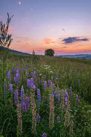 Picturesque June sunset Carpathian mountain countryside meadows. Abundance of vegetation and beautiful wild flowers.の写真素材