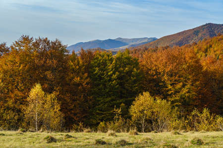 Autumn morning Carpathian Mountains calm picturesque scene, Ukraine. Peaceful traveling, seasonal, nature and countryside beauty concept scene.の写真素材