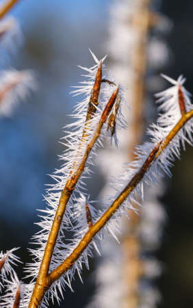 Winter coming. Last days of autumn, morning hoarfrost on tree twig. Macro.の写真素材