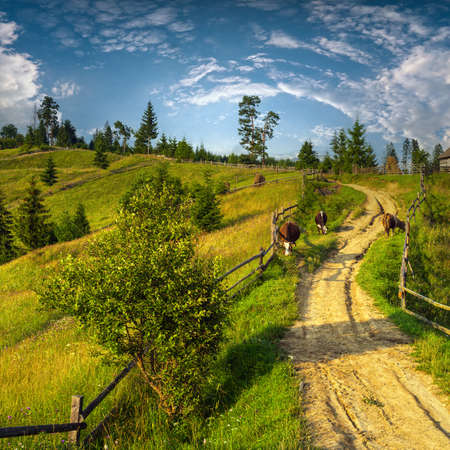 Picturesque summer Carpathian mountain countryside view, Ukraineの写真素材
