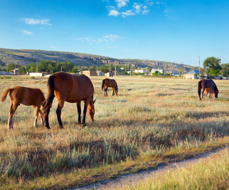 Horse with small foal in preirie pasture (near Kazantip reserve, Crimea, Ukraine).の写真素材