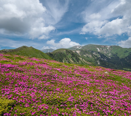 Blossoming slopes (rhododendron flowers ) of Carpathian mountains, Chornohora, Ukraine. Summer.の写真素材