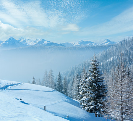Morning winter misty mountain landscape with fir forest on slope.の写真素材