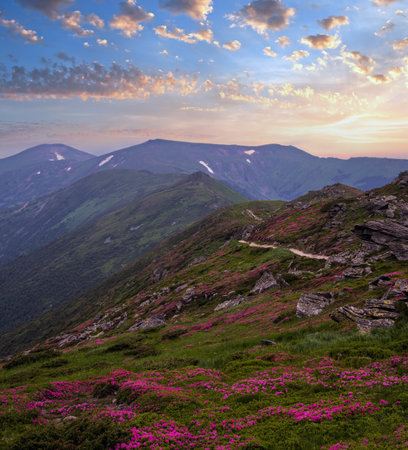 Pink rose rhododendron flowers on summer evening mountain ridge, Carpathian, Chornohora, Ukraine.の写真素材