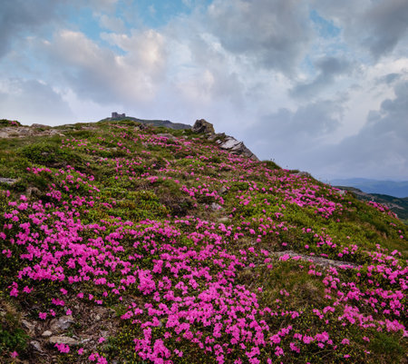 Pink rose rhododendron flowers (in front, close-up) on summer mountain slope and Pip Ivan Mount peak behind with observatory ruins. Carpathian, Chornohora,  Ukraine.の写真素材