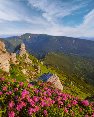 Pink rose rhododendron flowers on early morning summer mountain slope, Carpathian, Chornohora, Ukraine.の写真素材