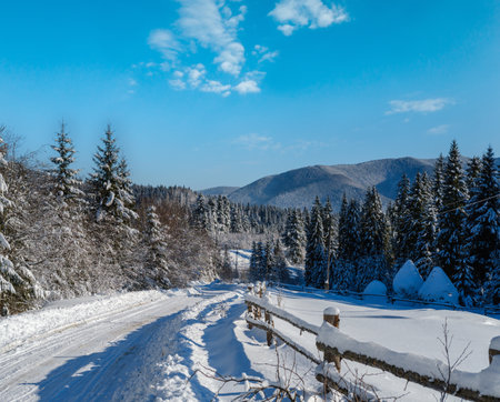 Secondary countryside alpine road to remote mountain hamlet through snowy fir forest, snow drifts and wood fence on waysideの写真素材