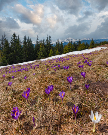 Violet Crocus heuffelianus (Crocus vernus) alpine flowers on spring Carpathian mountain plateau valley, Ukraine, Europe.  Seven shots composite image with considerable depth of field sharpness.の写真素材